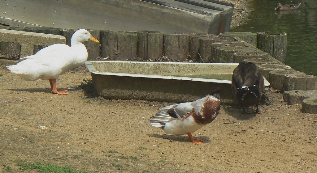 Wood Green Animal Shelters No. 2 of 5 Campbell Ducks, who … Flickr