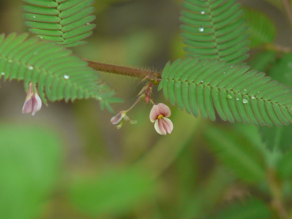Netti (Tamil நெட்டி) Fabaceae (pea, or legume family) » A… Flickr