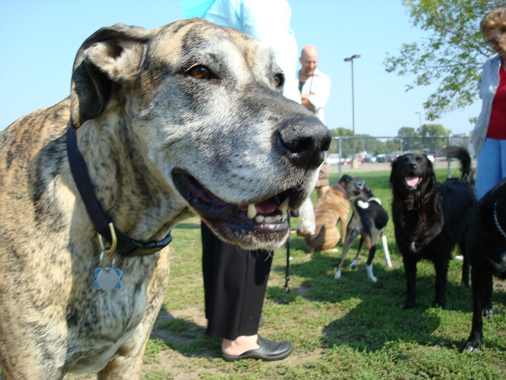 DSC07985 Tiger Lily Sunday at Airport Dog Park September 2… Flickr