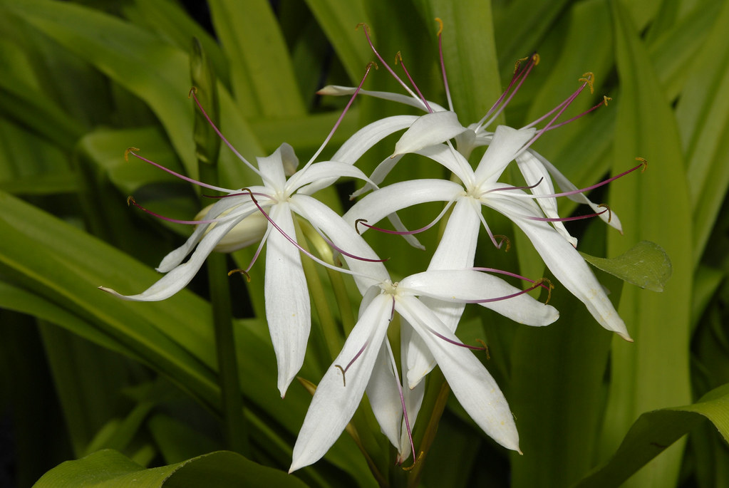 seven sisters Crinum americanum Photo by Ivo M. Vermeulen The New York Botanical Garden Flickr