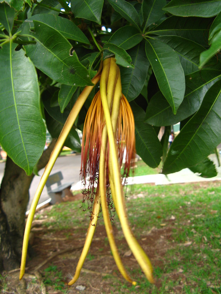 Munguba (Pachira aquatica) hermaphrodite flower. Ceret Sao… Flickr