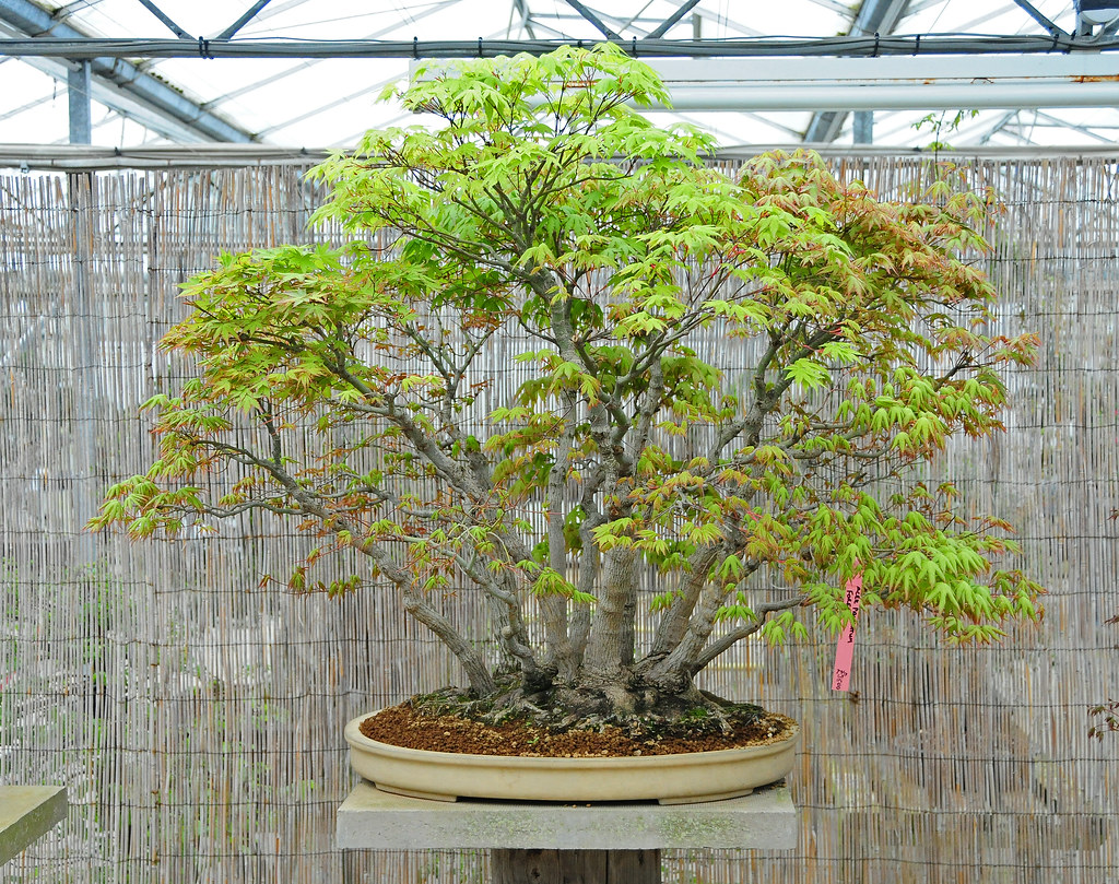 Clump Style Japanese Maple (Acer palmatum) Bonsai Tree a photo on