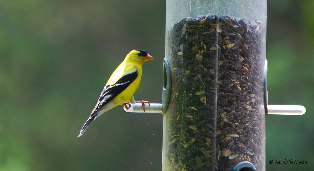 Spinus tristis American Goldfinch male Arkansas reside… Flickr