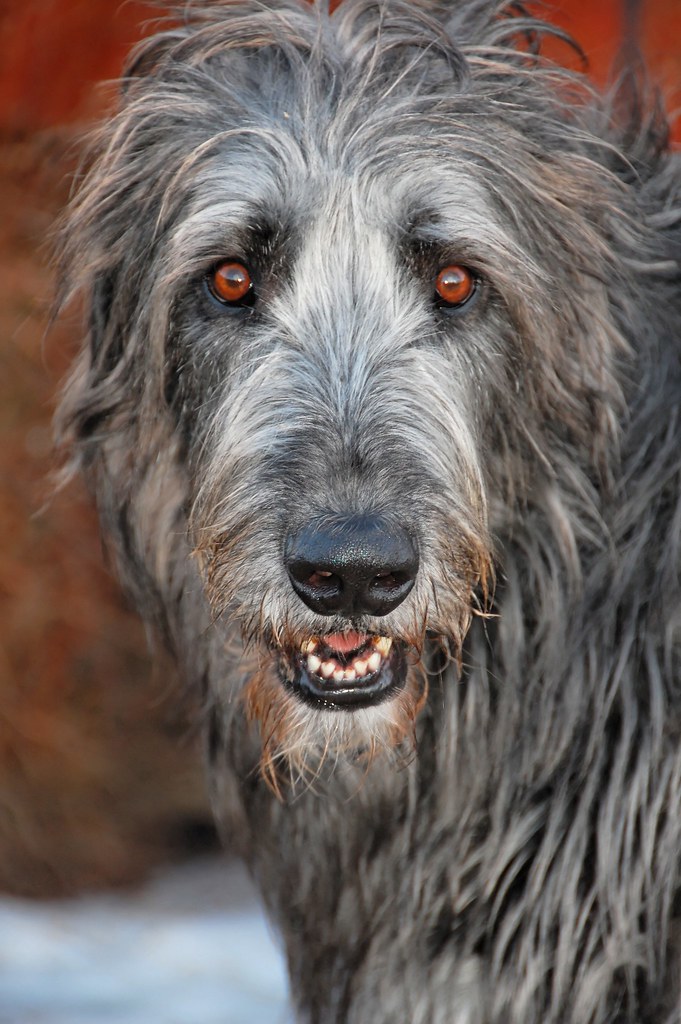 Irish Wolfhound named Aodhan (pronounced Aiden) Graham Flickr