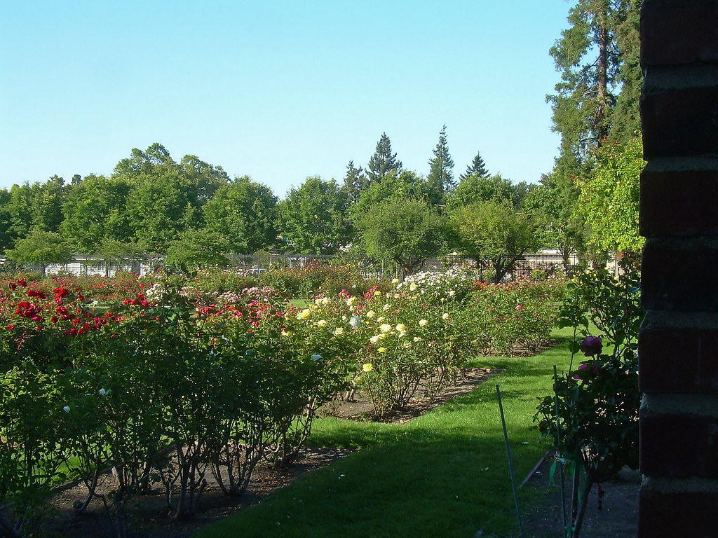 Rose Garden Municipal Rose Garden, San Jose, California. S… Flickr