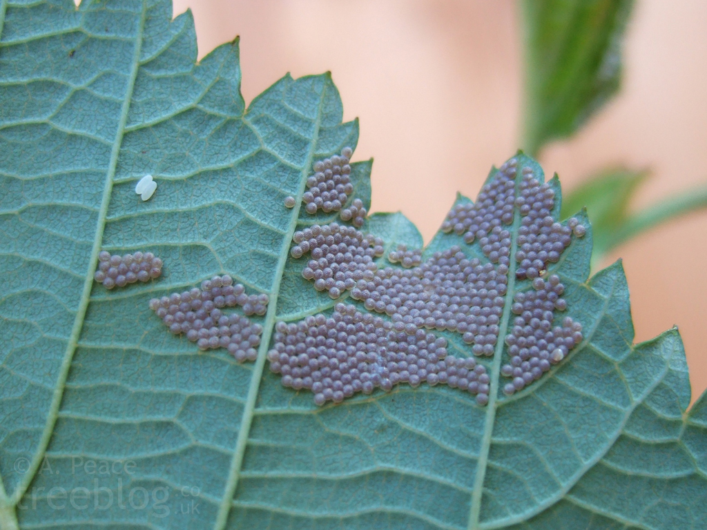 Insect eggs on grey alder leaf (12th August 2008) a photo on Flickriver