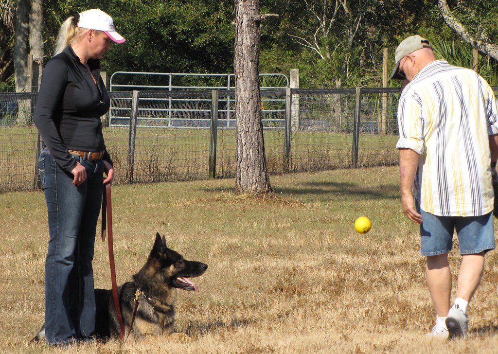 Dog Training Jan 2009 airwaves1 Flickr