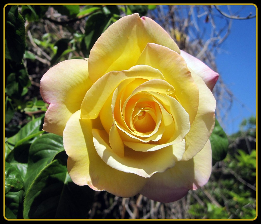 Climbing Rose Vine I like these big roses, they are on my … Flickr