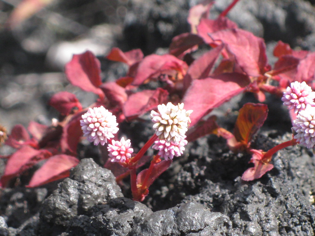 Volcano flowers hilohome Flickr