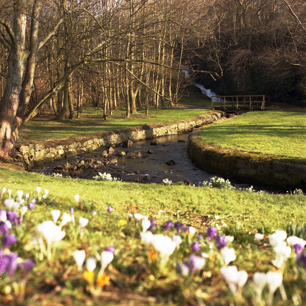 Daffodil garden This is the garden I walk through to go to… Flickr