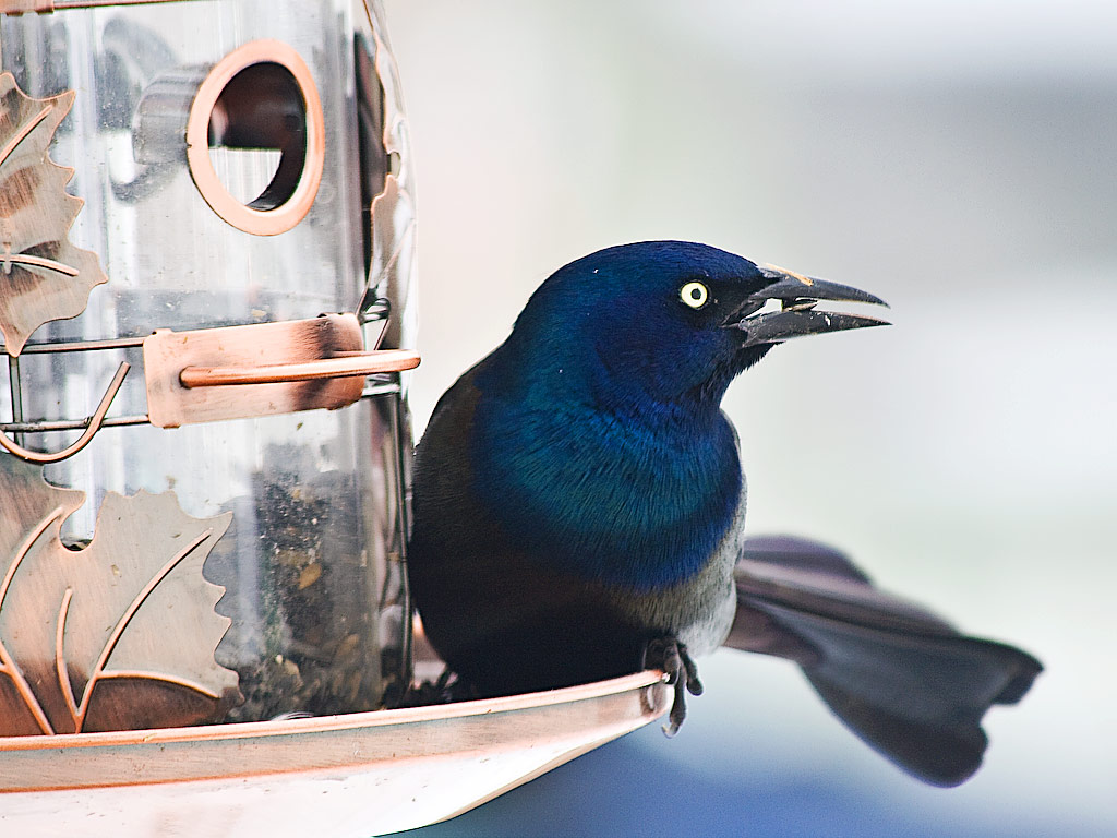 Common Grackle The bird feeder David Norris Flickr