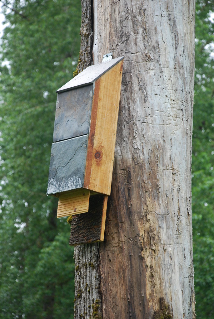 DSC_1016 Bat House 1, mounted 6/4/08. yaquina Flickr