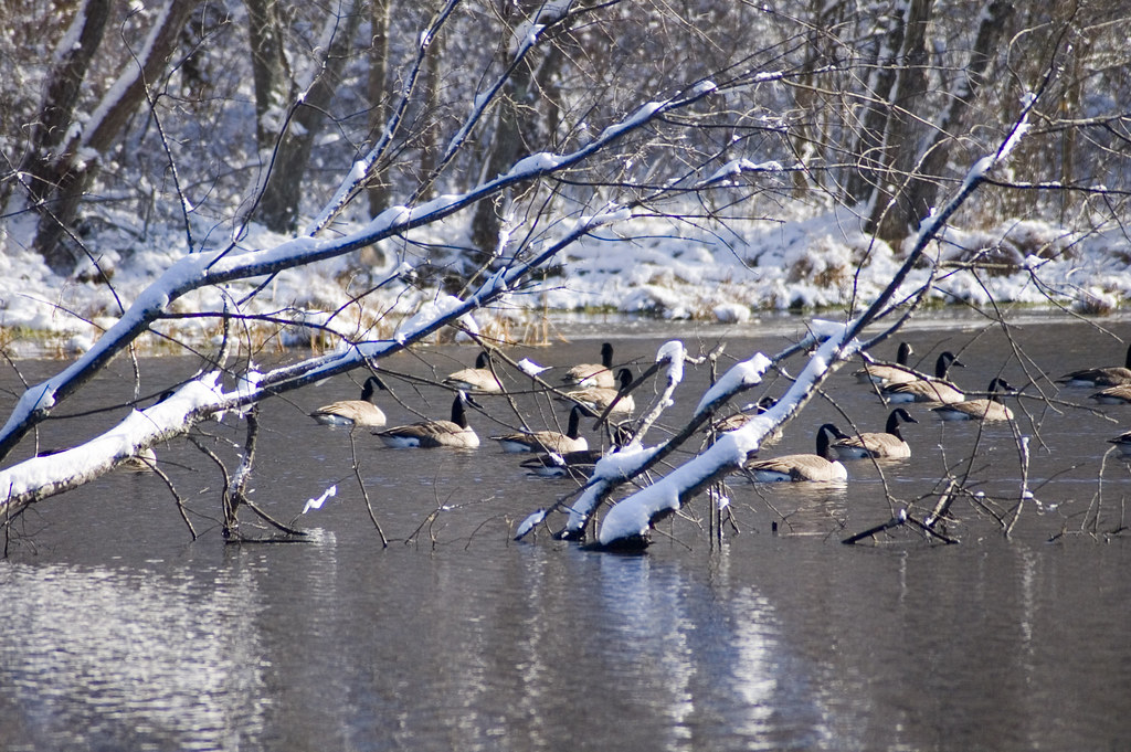 Snow scene Snow scene at Brookhaven National Laboratory Brookhaven