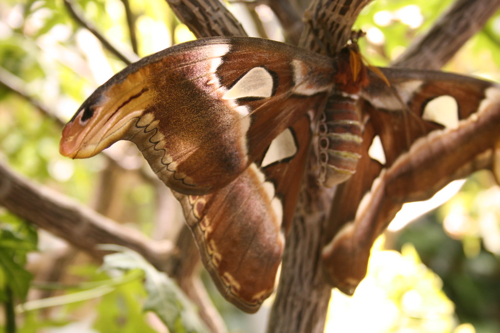 mammoth Smithsonianbutterfly pavilionDC jdupell Flickr