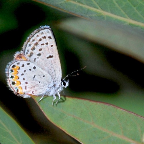 Acmon Blue butterfly Plebejus acmon View On Black Wildc… Flickr