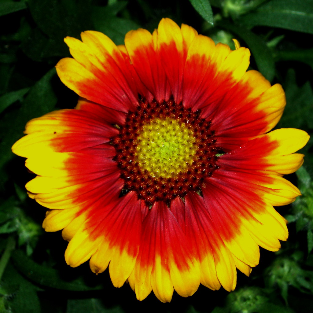 flores * spanish flower flag Crecen en condiciones