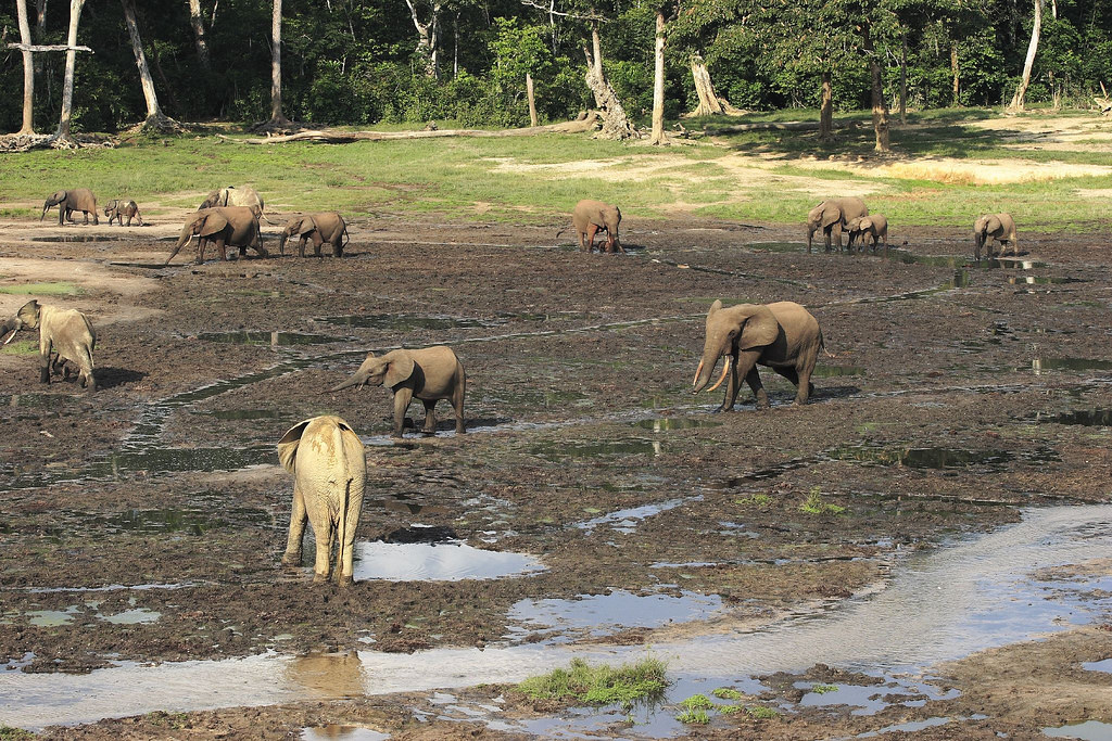 Elephants drinking in the Bai Credits Kersten Jauer for U… Flickr