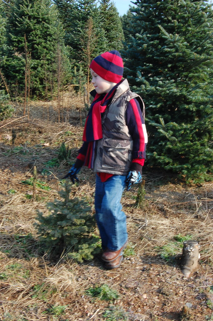 Spencer K. Dzen's Tree Farm, South Windsor, Connecticut. Russ