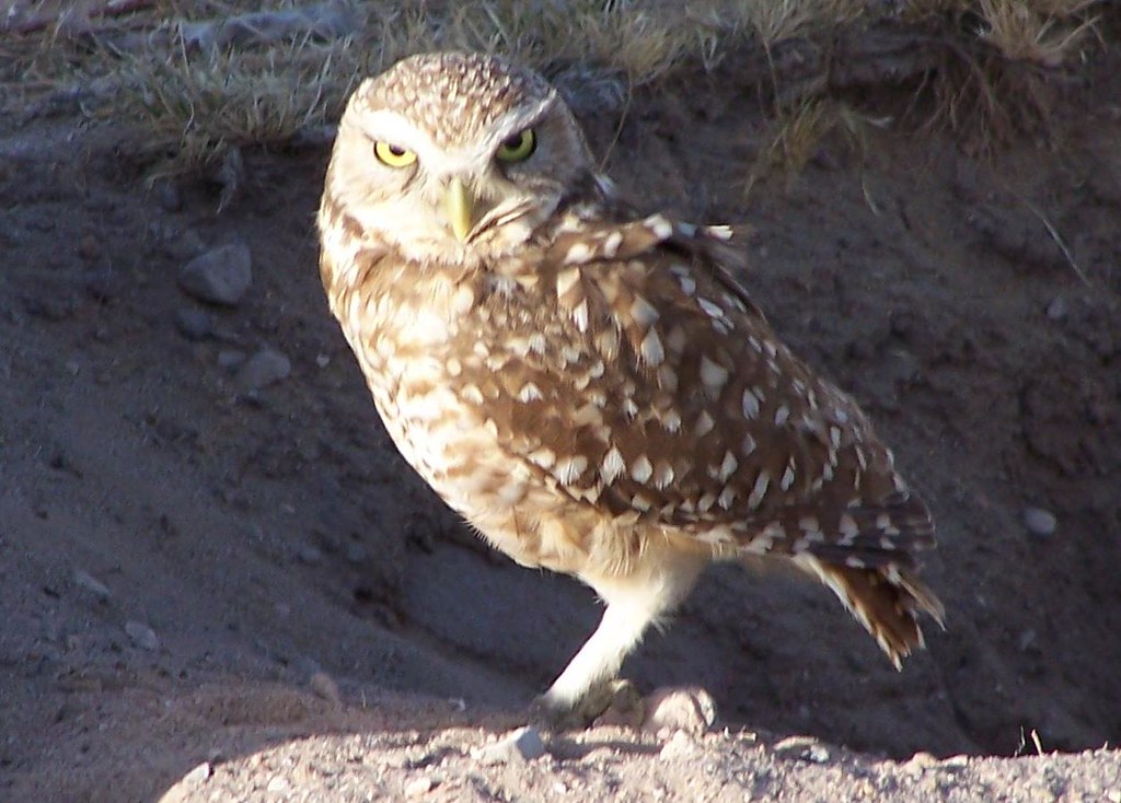 Owl El Paso This little owl kept me company while visiting… Flickr