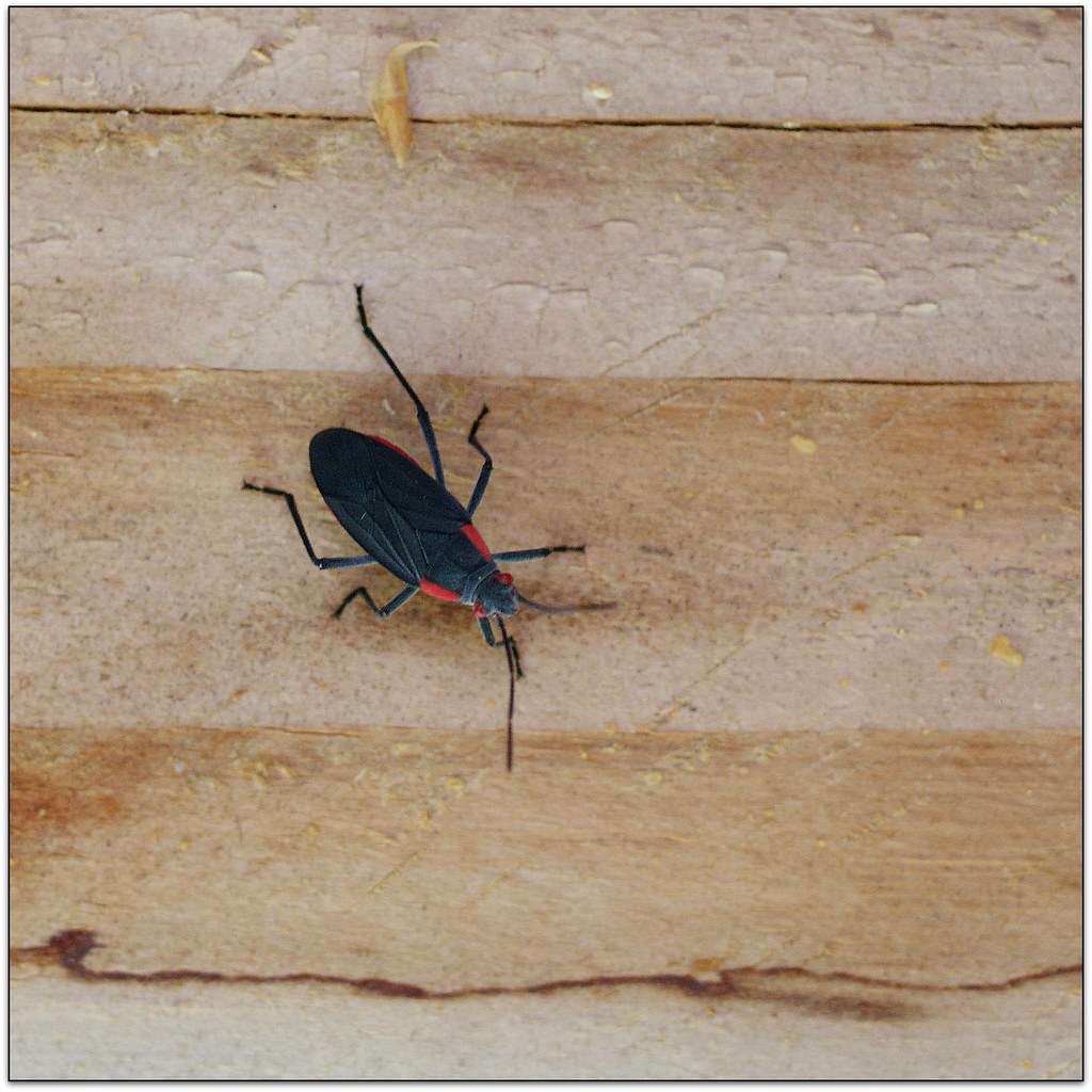 Golden Rain Tree Bug As I Come in from the Garden My Frien… Flickr