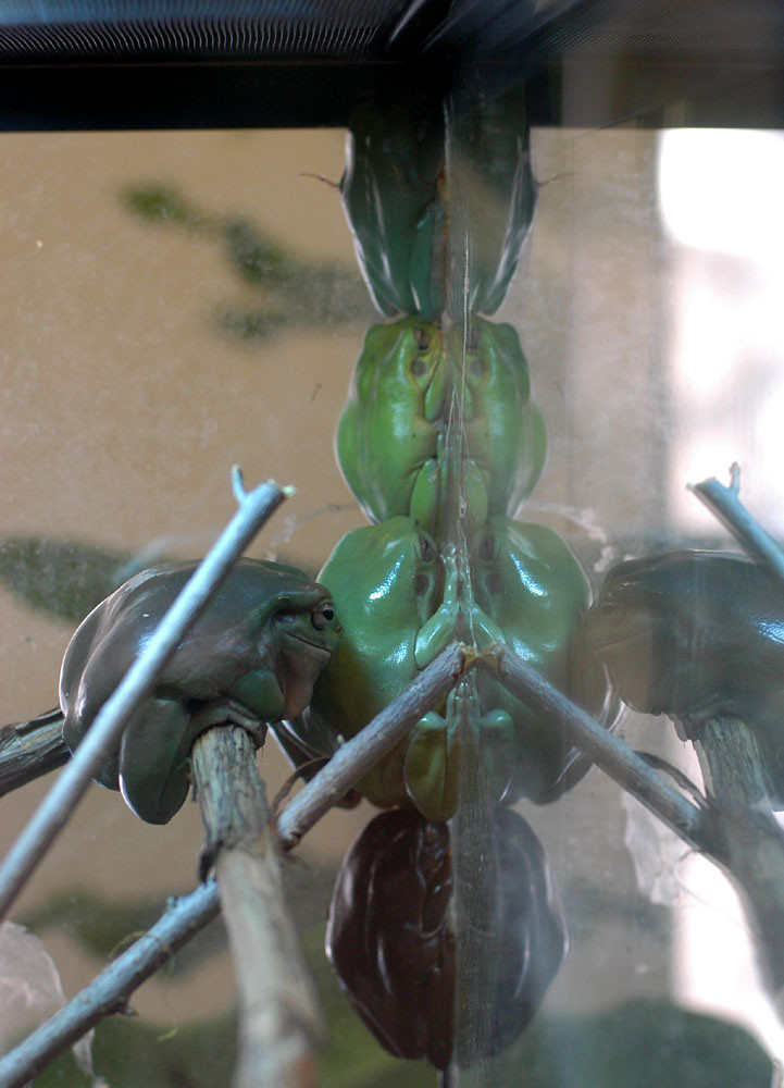 White's Treefrog Apparently these frogs can change colour … Flickr