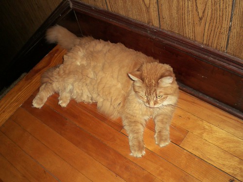 Katze scheren Sommerfellschur dth30rr Flickr