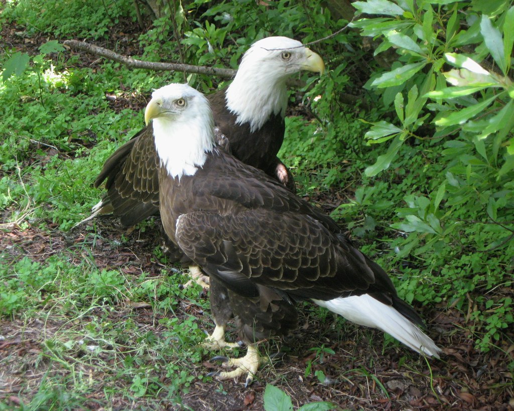 Jacksonville Zoo Bald Eagles Injured eagles that cannot be… Flickr