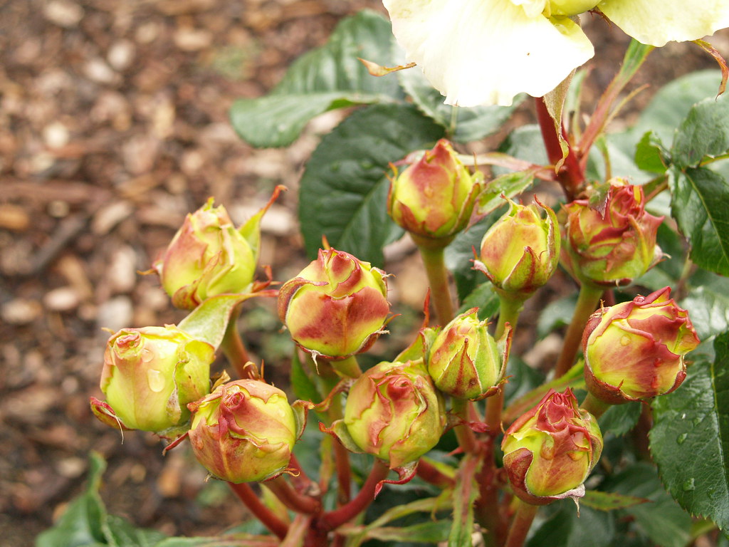 rosa_eureka_ms3 Roses from Balboa par Roses from Balboa P… Flickr