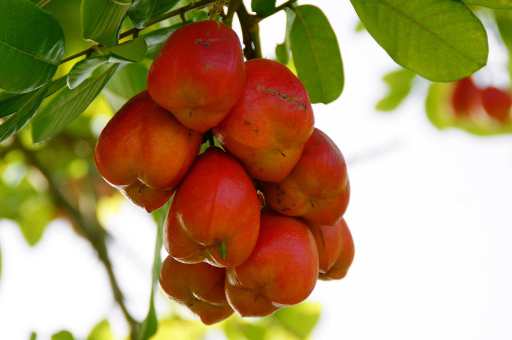 Food and Fruit Trees of Jamaica Some really great food and… Flickr