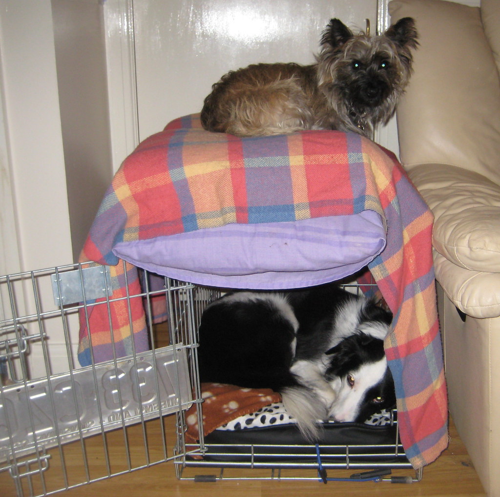 Doubledecker dog kennel Lady decides to squeeze into Frag… Flickr