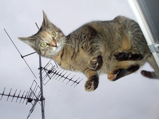 Die Katze auf dem kalten Dachfenster II Starring Luzie the… Flickr