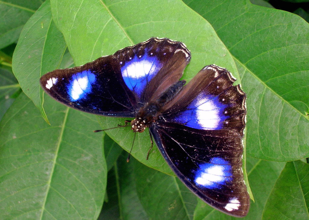 Eggfly Butterfly Butterfly House of Whitehouse, Ohio USA Kelly Flickr