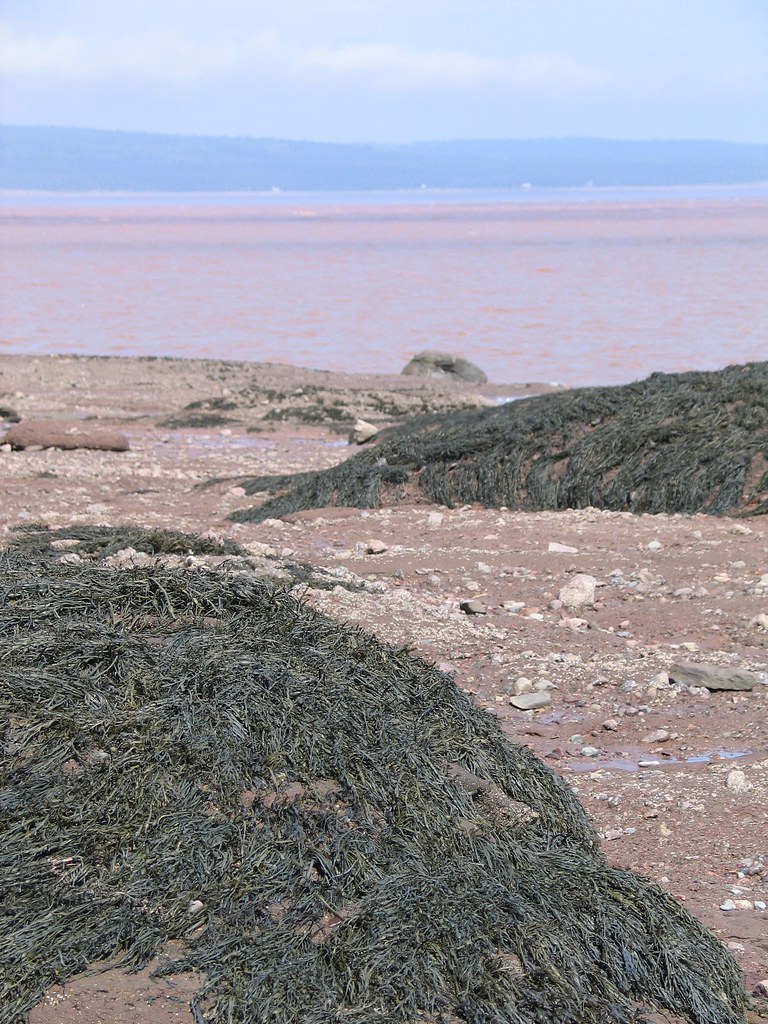 seaweedcovered rocks on the ocean floor It is only possib… Flickr