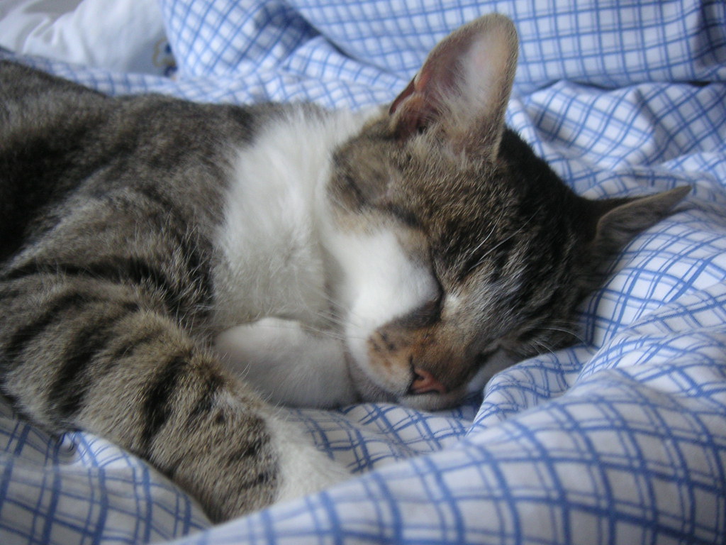 Bug Bug, my cat, sleeping. Cute isn't it? Laurent Flickr