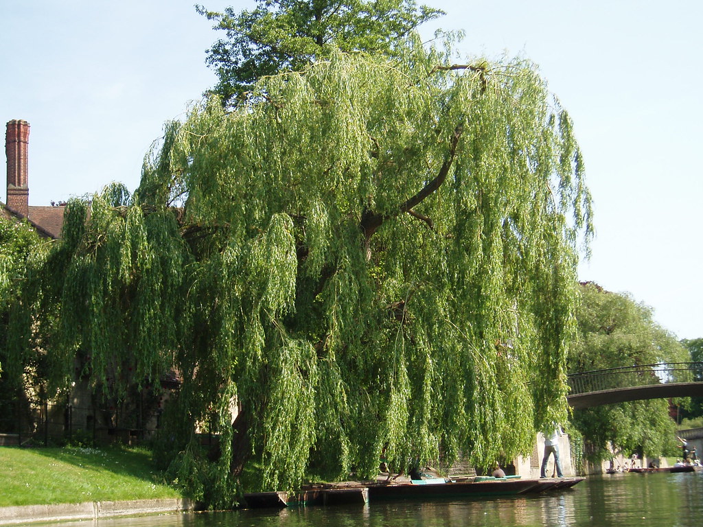 P6080058 Big massive willow tree, I think this was at Quee??? Flickr