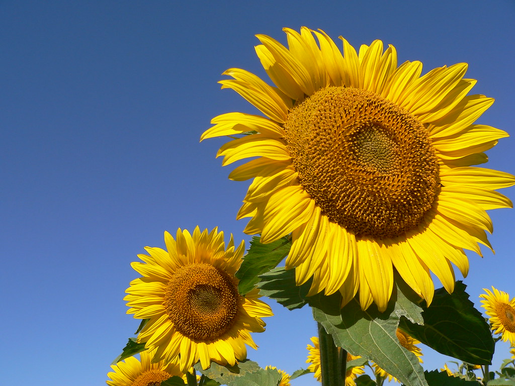 Sunflowers of North Dakota rivendell45 Flickr