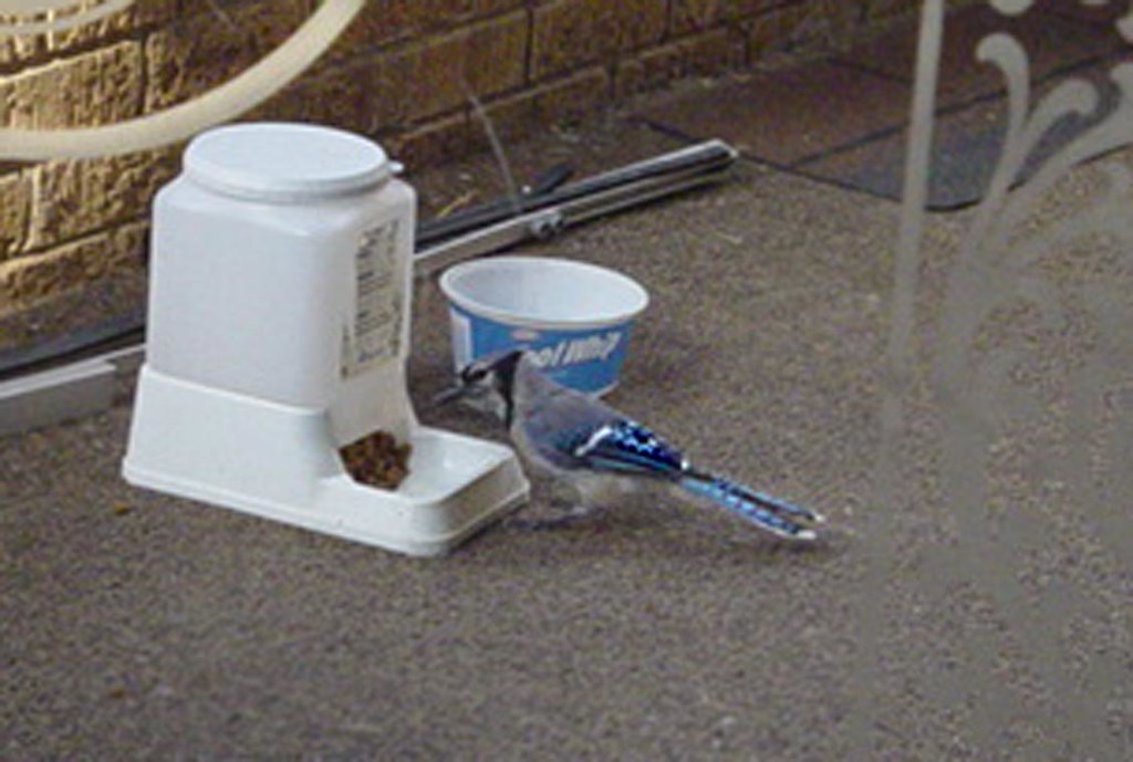 Blue Jay Eating Cat Food The blue jays would squawk at the… Flickr