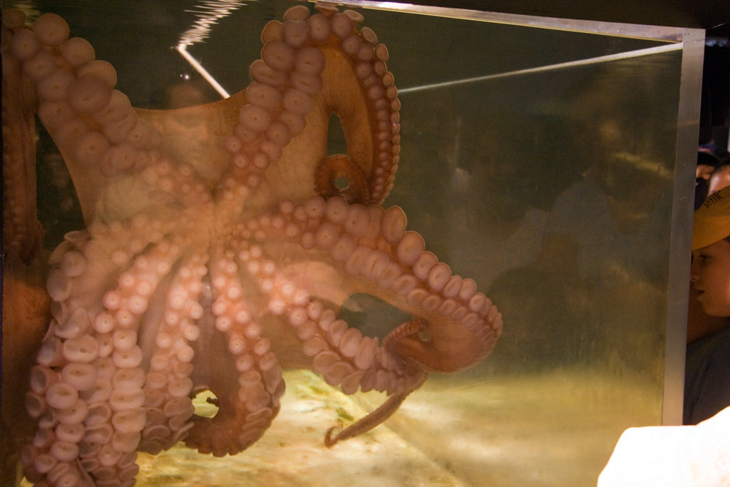 Feeding the Octopus We got to watch this giant octopus eat… Lance