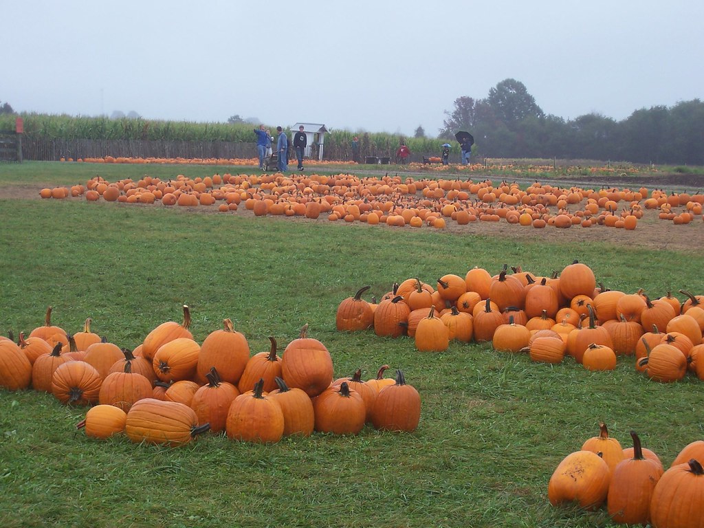 Pumpkinseed Hill Jones' Farm Bluejacket Flickr