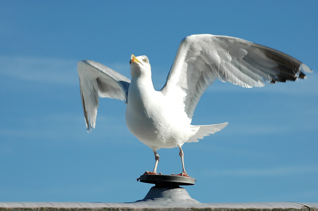 fly birdy, fly! and than.... Feathers McGraw shouted 'Free… Flickr