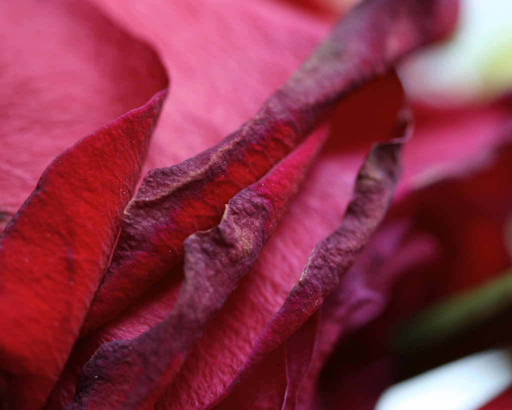 Roses going by Richard Wanderman Flickr