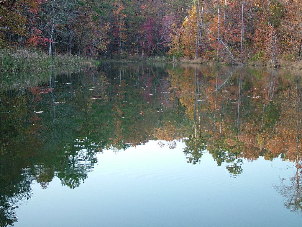 Pond Reflection Harriet Freeman Flickr