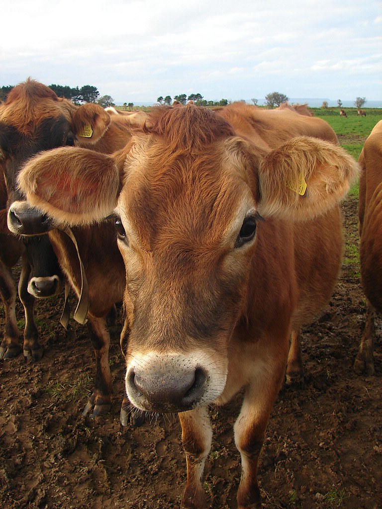 Jersey Cow Jersey Cow Jersey, Channel Islands Martin Flickr