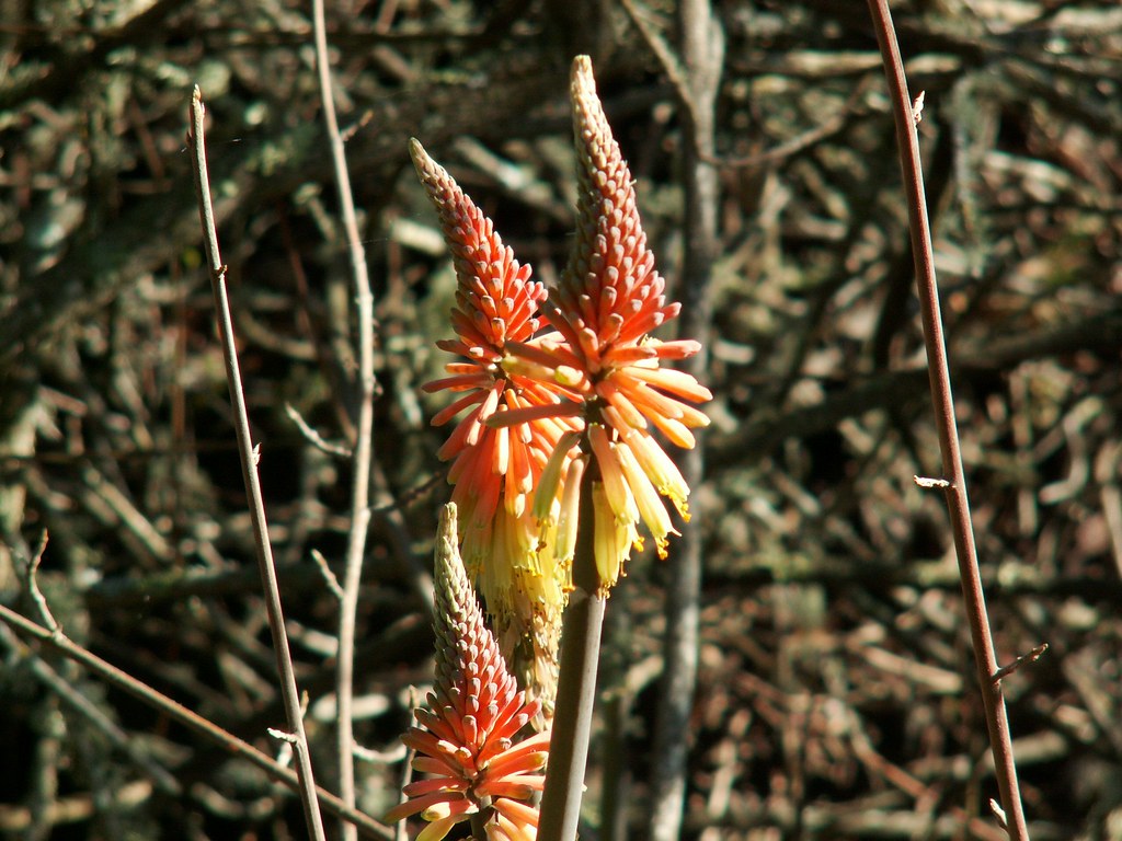 Wildflower in Redwood City Edgewood Park Kris Robinson Flickr