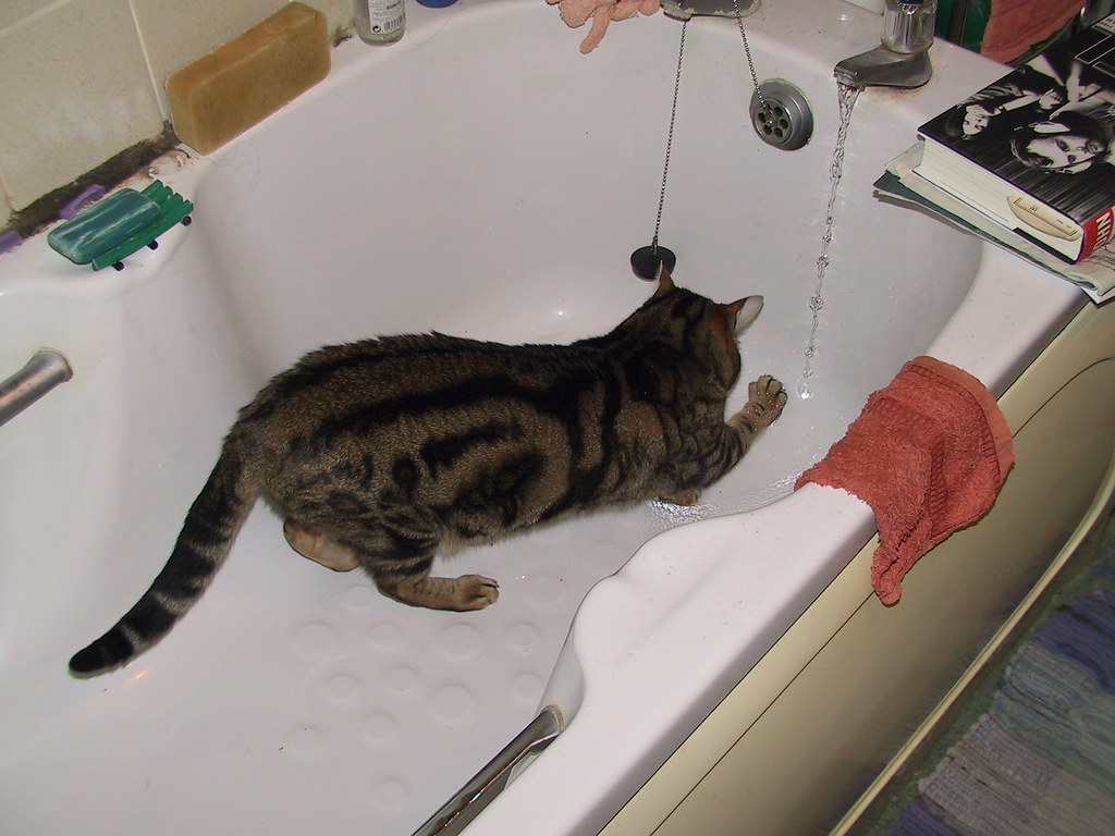 Pepper in the bath Bengals like water... She doesn't do it… Flickr