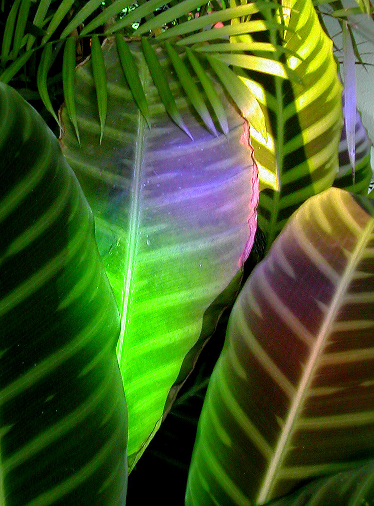 Light coming through stained glass windows on leaves Flickr