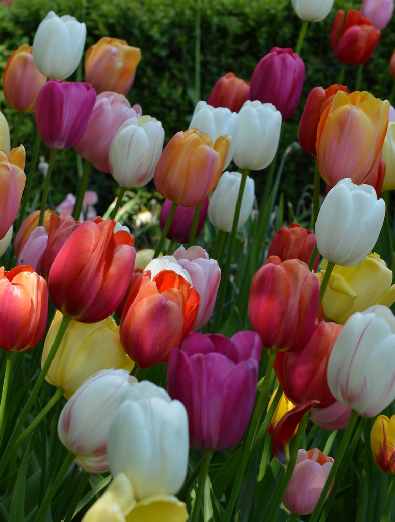 Tulips up close at Oslo Ladegård 4 Brigitte Watz Flickr