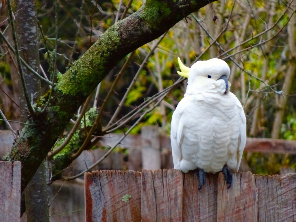 Cockatoo in early winter maaz za Flickr