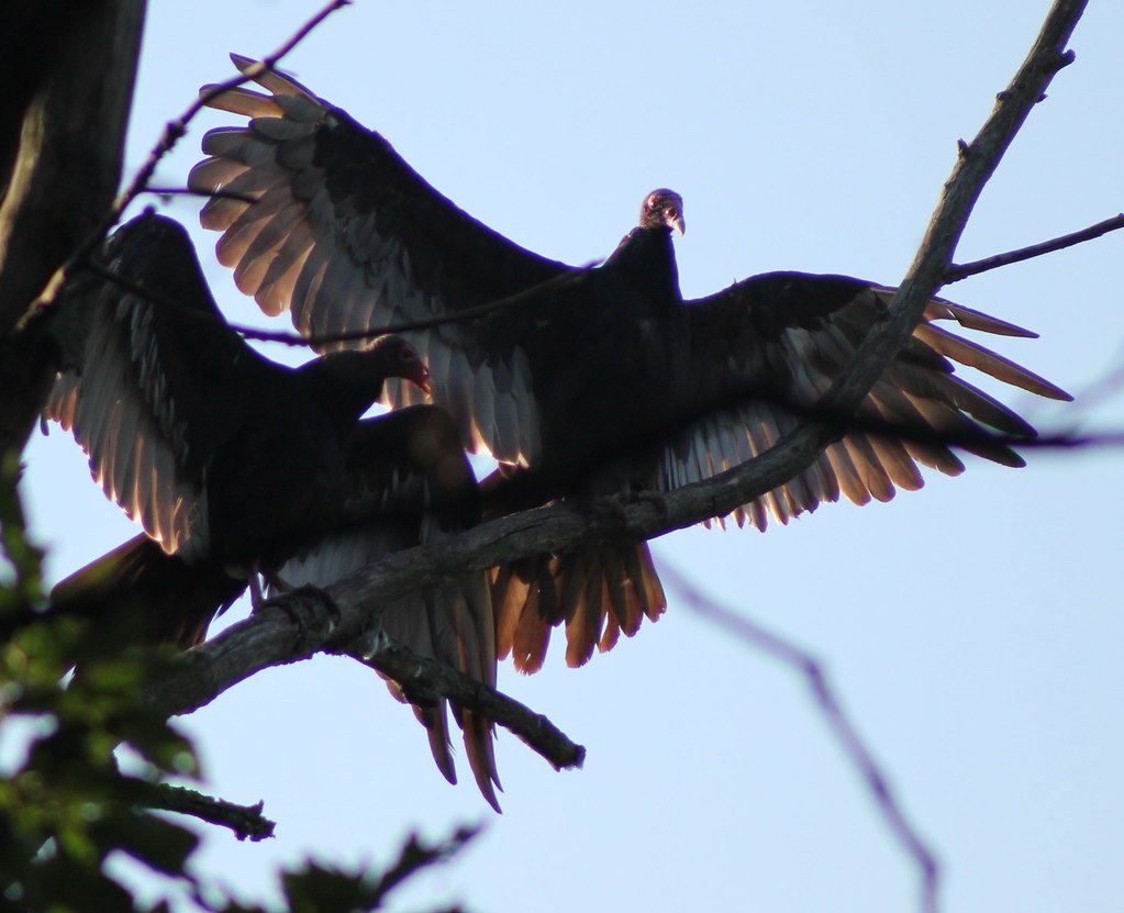 Turkey Vulture Camp Hebron Dauphin County, Pennsylvania 07… Flickr