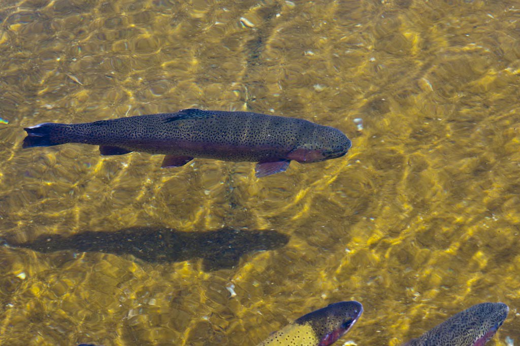 07_25_15 Fish Hatchery Near Mammoth and Hot Springs Flickr